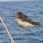 Swallow