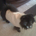 Pomeranian