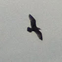 Great black-back full