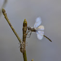Unknown Dragonfly