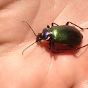 Fiery Searcher Beetle