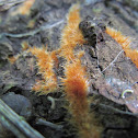 Coprinellus