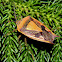 giant shield bug