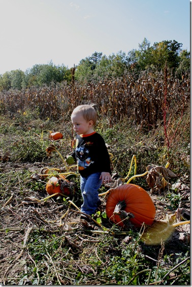 liampumpkinpatch