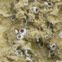 Barnacle
