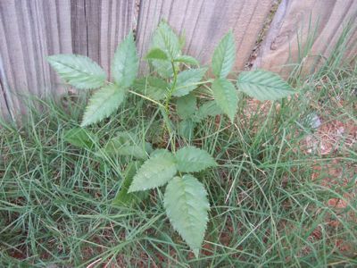 Are Dandelions Poisonous