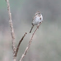 song sparrow