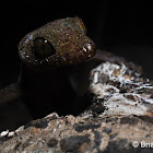 Philippine Bent-toed Gecko