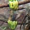 Green tree python