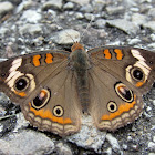 Buckeye butterfly