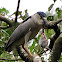 Black-crowned Night-Heron