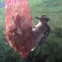 Downy woodpecker
