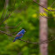 Blue Grosbeak
