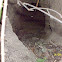 rabbit-hole