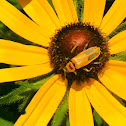 Soldier beetle