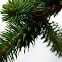 Pineapple gall adelgid