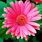 Gerber Daisy