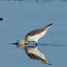Greenshank