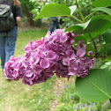 Common Lilac