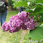 Common Lilac