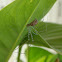 Marbled Cellar Spider