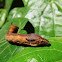 Hawk-moth Caterpillar