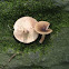 eastern oak milk cap Lactarius