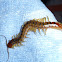 Scolopendra