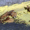 Yellow Pollen from Pine Trees