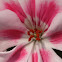 Geranium
