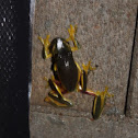 Dainty Tree Frog (Graceful Tree Frog)