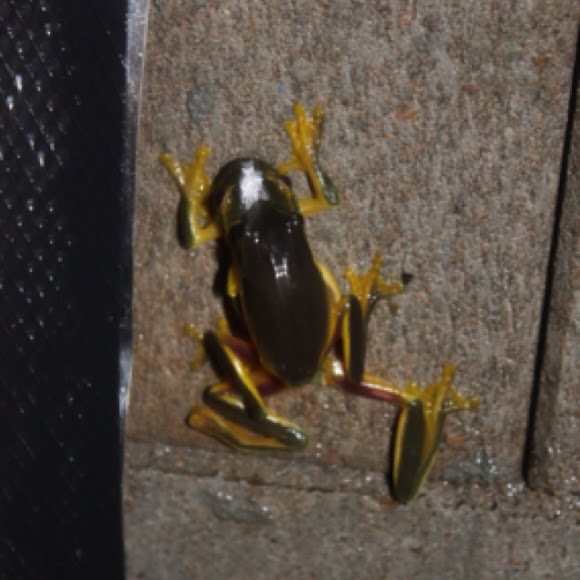 Spotting Image 1