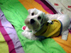 Poodles Con Lhasa Apso Padres A La Vista