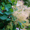 Smoke Tree