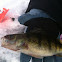 Yellow perch