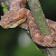 Eyelash viper