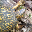 Box Turtle