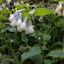 Comfrey