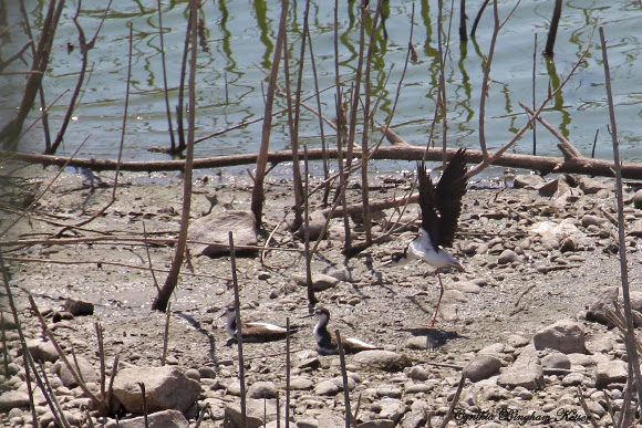 Spotting Image 1