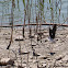 Black-necked Stilt