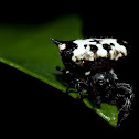 Spinybacked Orbweaver Spider