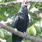 ASIAN KOEL