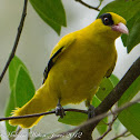 Black-naped Oriole
