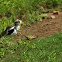White-crowned Plover 