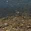 Least Sandpiper