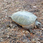 Snapping Turtle