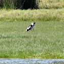 Blacksmith Lapwing