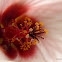 Malvacea