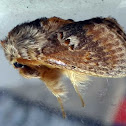 Orange Cup Moth
