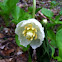 Mayapple